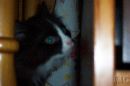 Taz (14) * 2160 x 1440 * (356KB)